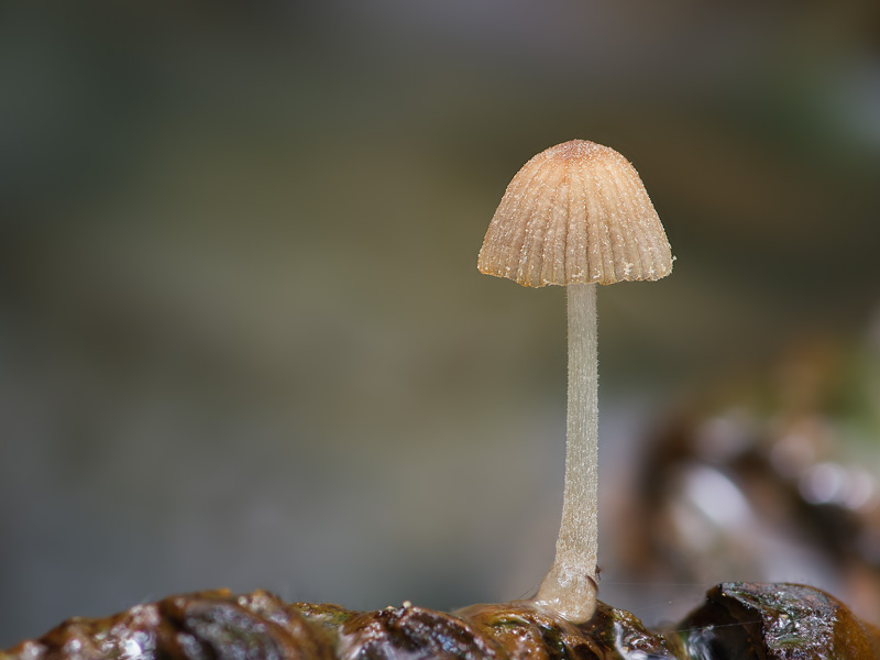 Coprinellus aquatilis